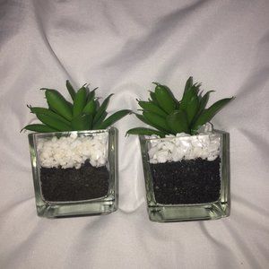 Fake succulents